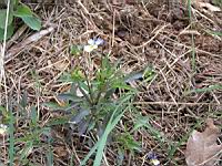 Pensee (1) (Photo F. Mrugala)